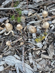 Mycena overholtsii