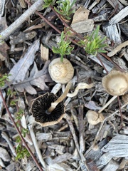 Mycena overholtsii