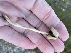 Mycena overholtsii
