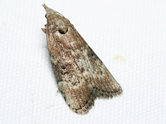 Heteromicta tripartitella