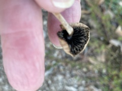 Mycena overholtsii