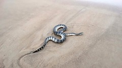 Hydrophis schistosus