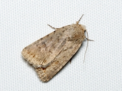 Caradrina clavipalpis