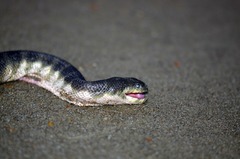 Hydrophis schistosus