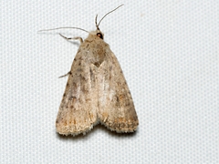Caradrina clavipalpis