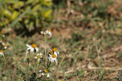 Bidens odorata