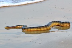 Hydrophis schistosus