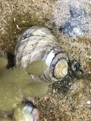 Austrocochlea constricta