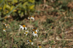 Bidens odorata