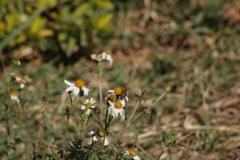 Bidens odorata