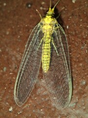 Italochrysa insignis
