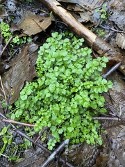 Cardamine flexuosa