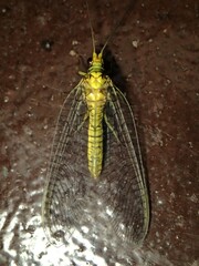 Italochrysa insignis