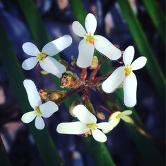 Stylidium
