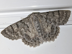 Crypsiphona tasmanica