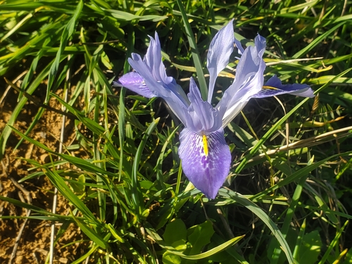 Image of Iris histrio by (c) Mitch Van Dyke, some rights reserved (CC BY)