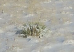 Yucca glauca