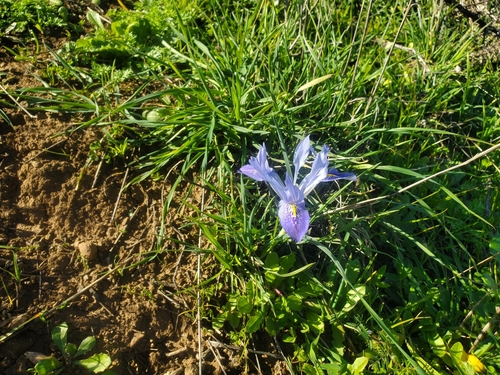 Image of Iris histrio by (c) Mitch Van Dyke, some rights reserved (CC BY)