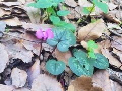 Cyclamen coum