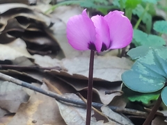 Cyclamen coum