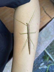 Bacillidae