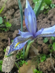 Iris histrio