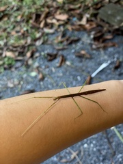 Bacillidae