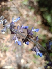Salvia mocinoi