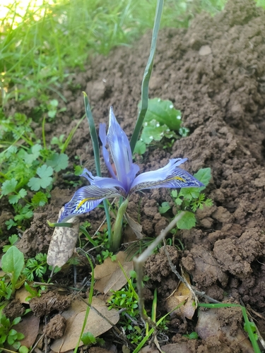 Iris histrio, photograph 5