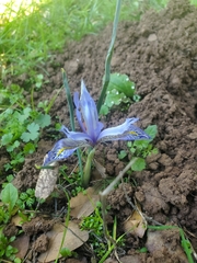 Iris histrio