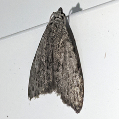 Nola pleurosema