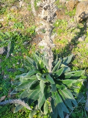 Echium glomeratum