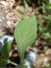 Salvia mocinoi
