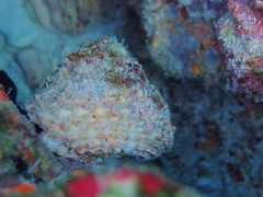 Lithopoma caelatum