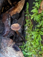 Micromphale arbuticola