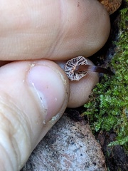 Micromphale arbuticola