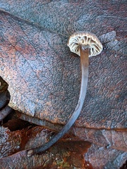 Micromphale arbuticola