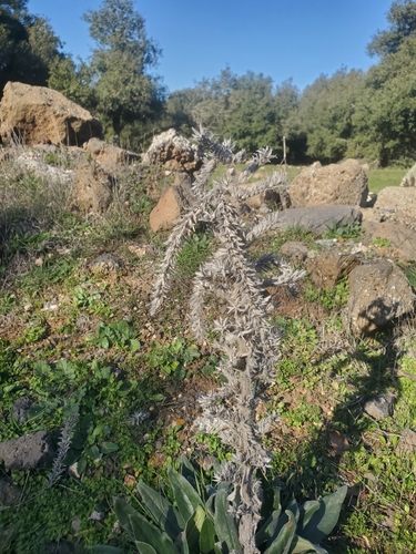 Image of Echium glomeratum by (c) Mitch Van Dyke, some rights reserved (CC BY)