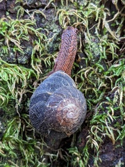 Monadenia infumata