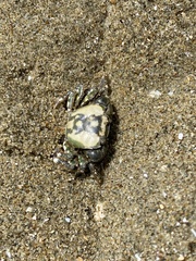 Hemigrapsus crenulatus