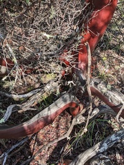 Arctostaphylos bakeri bakeri