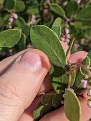Arctostaphylos bakeri bakeri