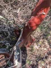 Arctostaphylos bakeri bakeri