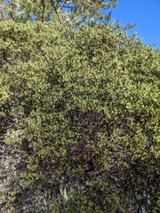Arctostaphylos bakeri bakeri