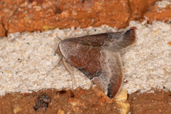 Mataeomera mesotaenia