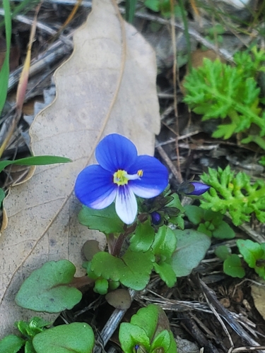 Image of Veronica syriaca by (c) Mitch Van Dyke, some rights reserved (CC BY)