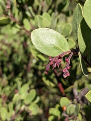 Arctostaphylos bakeri bakeri