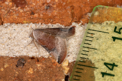 Mataeomera mesotaenia