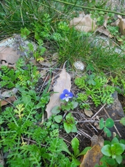 Veronica syriaca