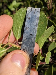 Arctostaphylos bakeri bakeri